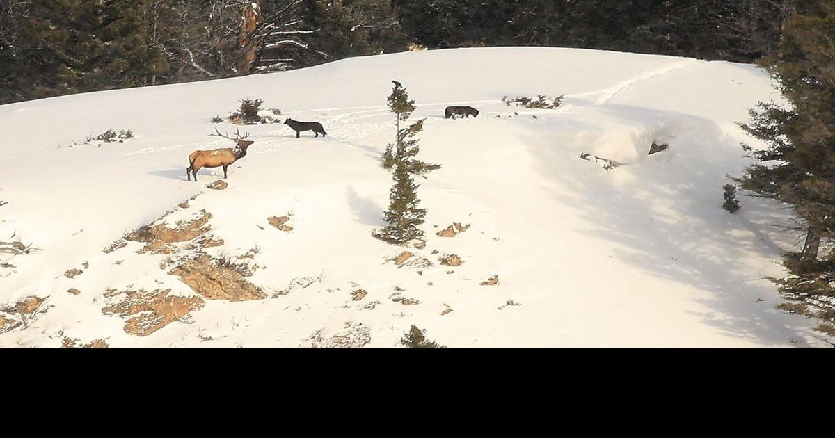 Fish and Wildlife Commission tightens wolf, elk hunting rules