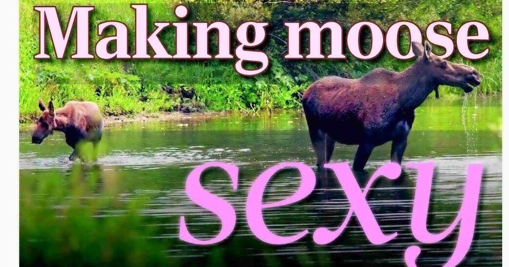 Making moose sexy