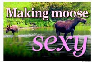 Making moose sexy