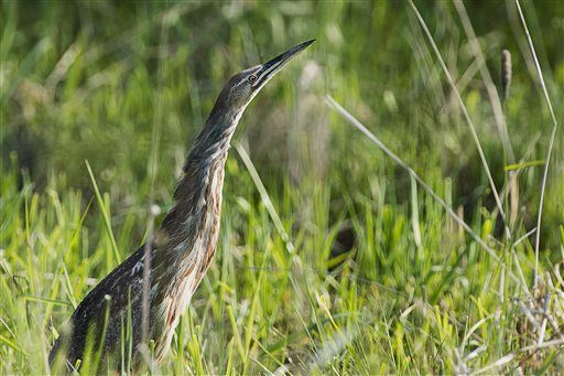 Montana refuge a haven for migratory and grassland birds