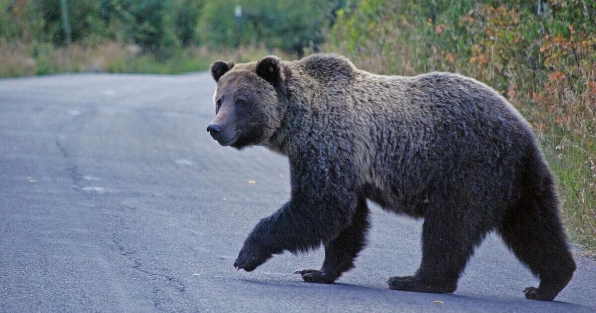 Grizzly involved in defensive bear attack near Columbia Falls, officials confirm