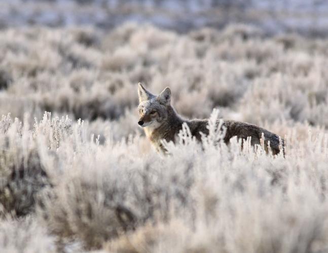 A frosty coyote out hunting at first light.