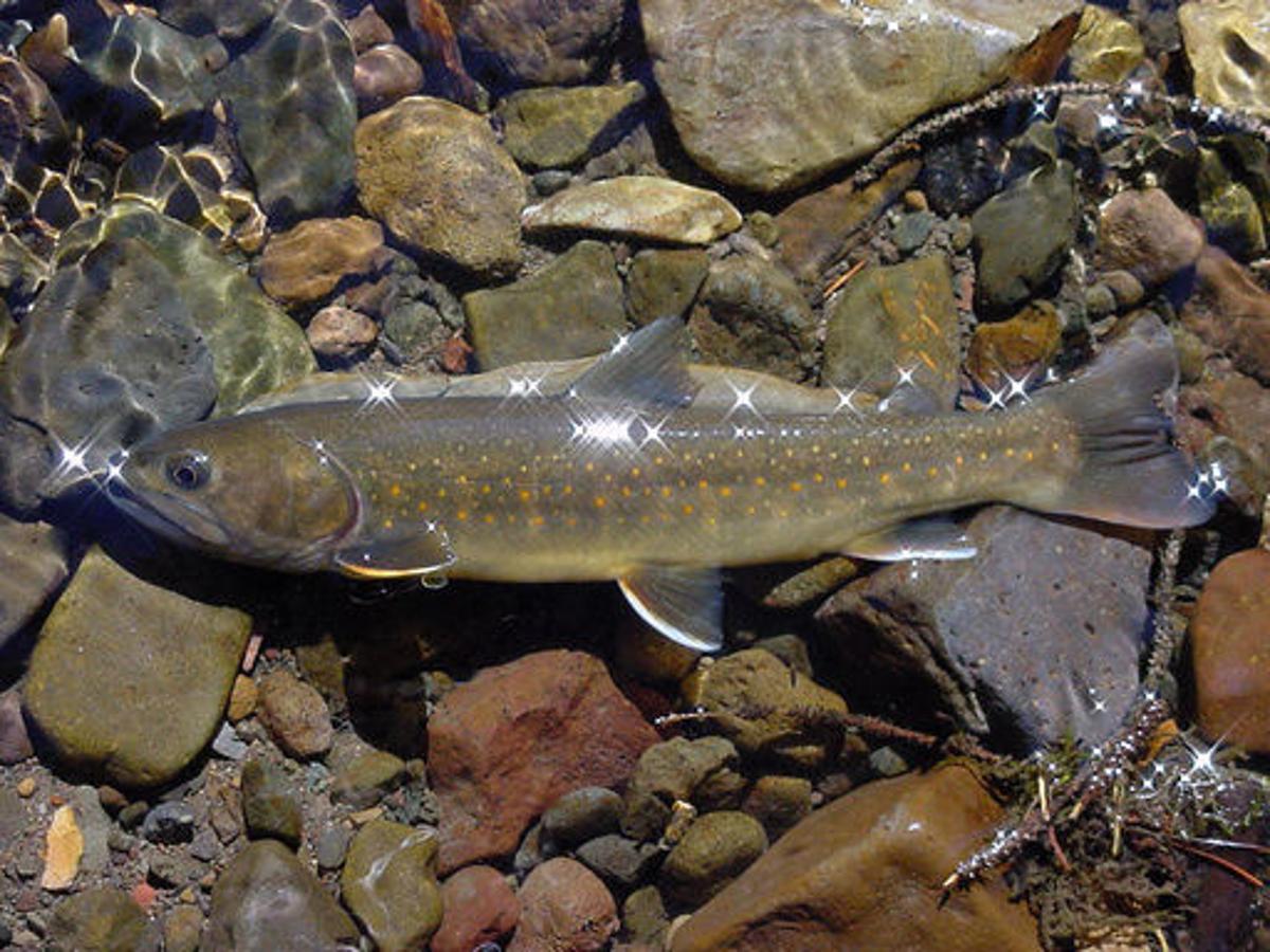 Feds To Consult On Bull Trout Protections Local News Missoulian Com