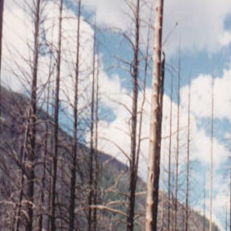 25 Years Ago Canyon Creek Blaze In Bob Changed Fire Knowledge