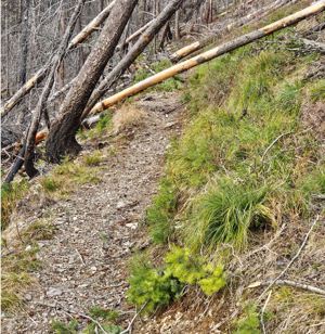Surprise encounter after dark led to fatal grizzly attack in Glacier Park