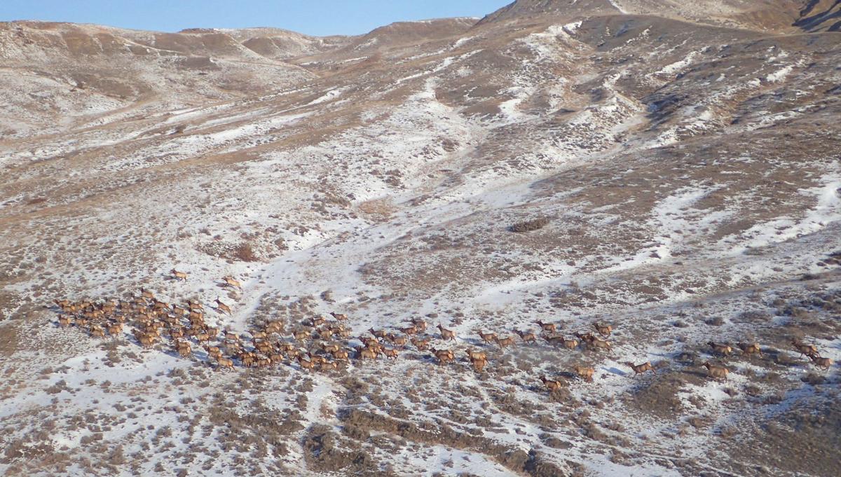 Elk