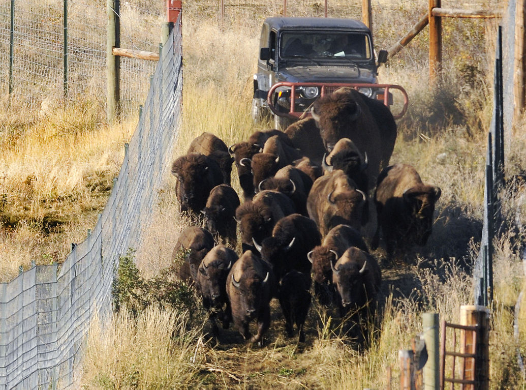 100615 bison roundup1 kw.jpg