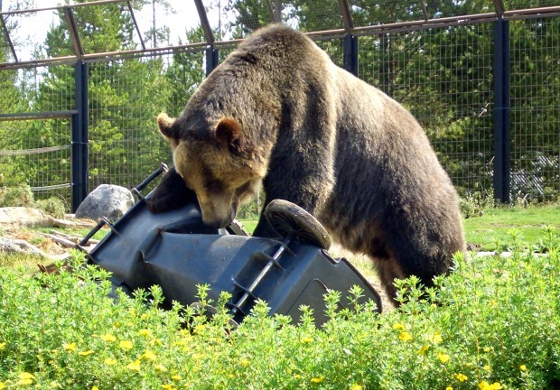 Bart the Bear - Grizzly bear conservation and protection