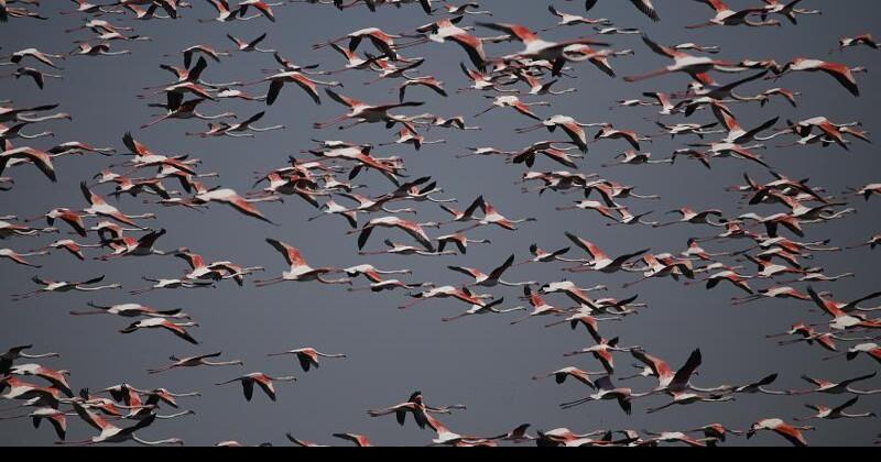Flamingos bring colors to the Lake Eber in Turkey