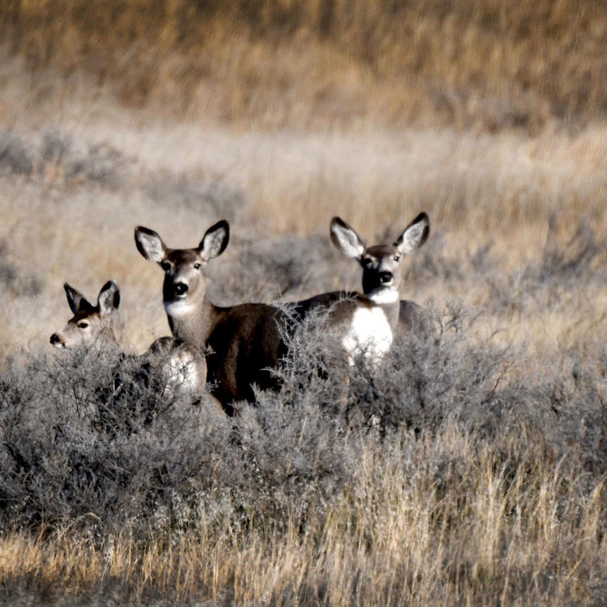 Fwp Presents New Data On Chronic Wasting Disease Local News Missoulian Com Fwp Presents New Data On Chronic Wasting Disease Local News Missoulian Com
