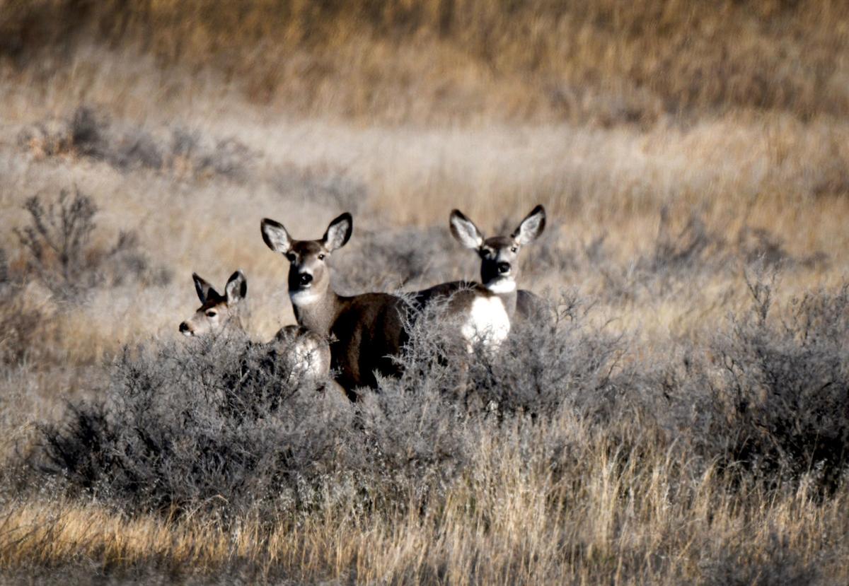 Prairie deer