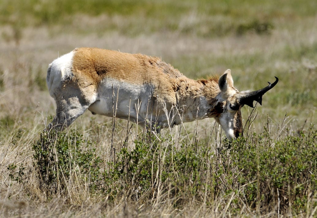 Antelope numbers rebound in Montana