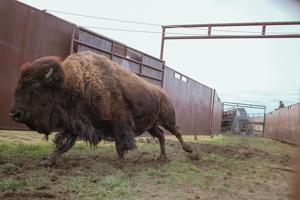 Bison vs. BLM: District Court judge hears arguments in American Prairie case