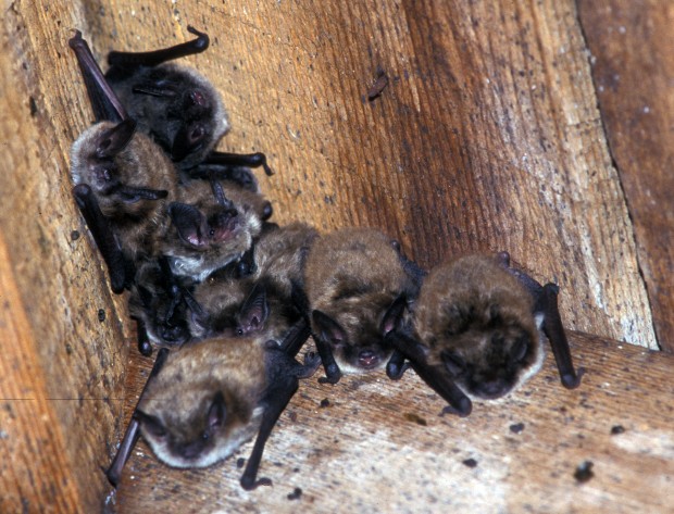 bats hibernate in winter bats hibernate in winter