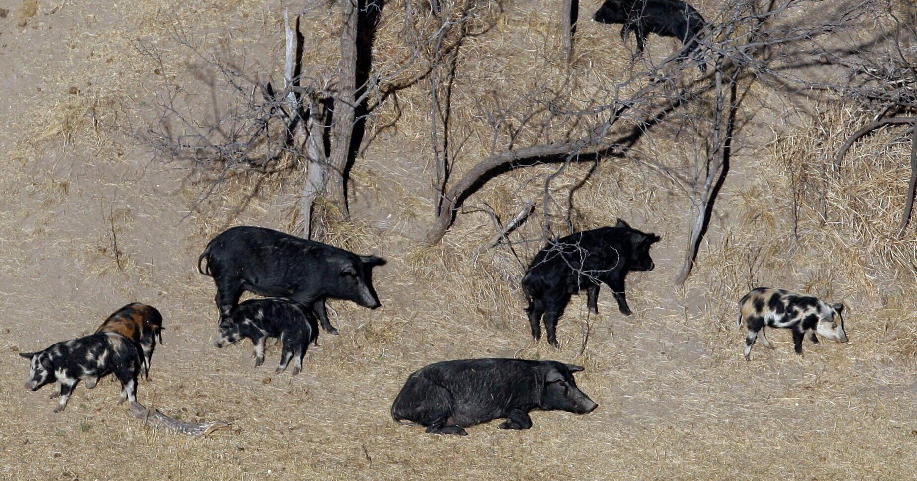 'Super pigs' threaten to invade US - Vimarsana News