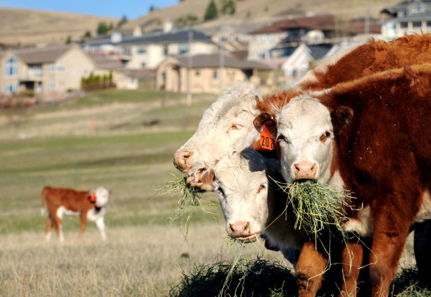 Just above Missoula, the Lines balance ranching, city slicking | State ...