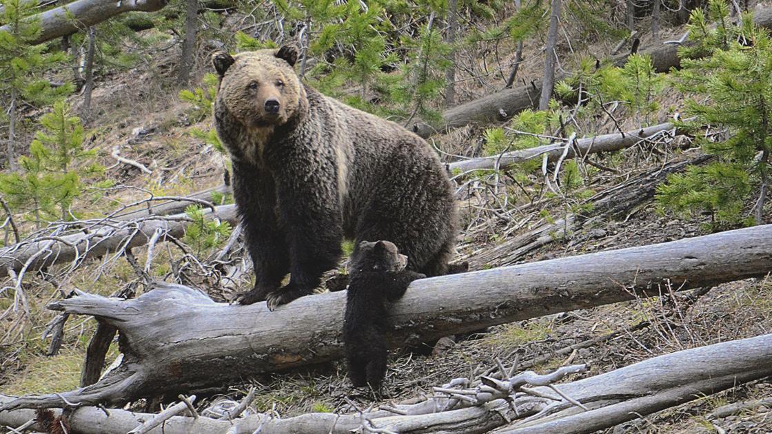 Yellowstone grizzly bears being killed to protect Wyoming cows Yellowstone grizzlies being killed to protect Wyoming cows