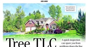 Tree TLC