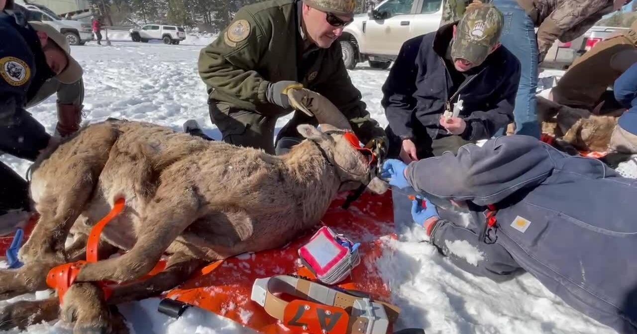 Bighorn sheep pathogen testing, Montana