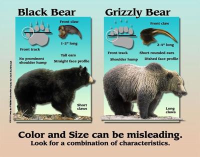 Black bears vs grizzly bears