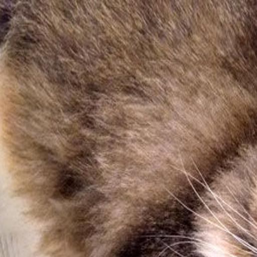 Animal Control Cat Dahlia Looking For New Beginning State