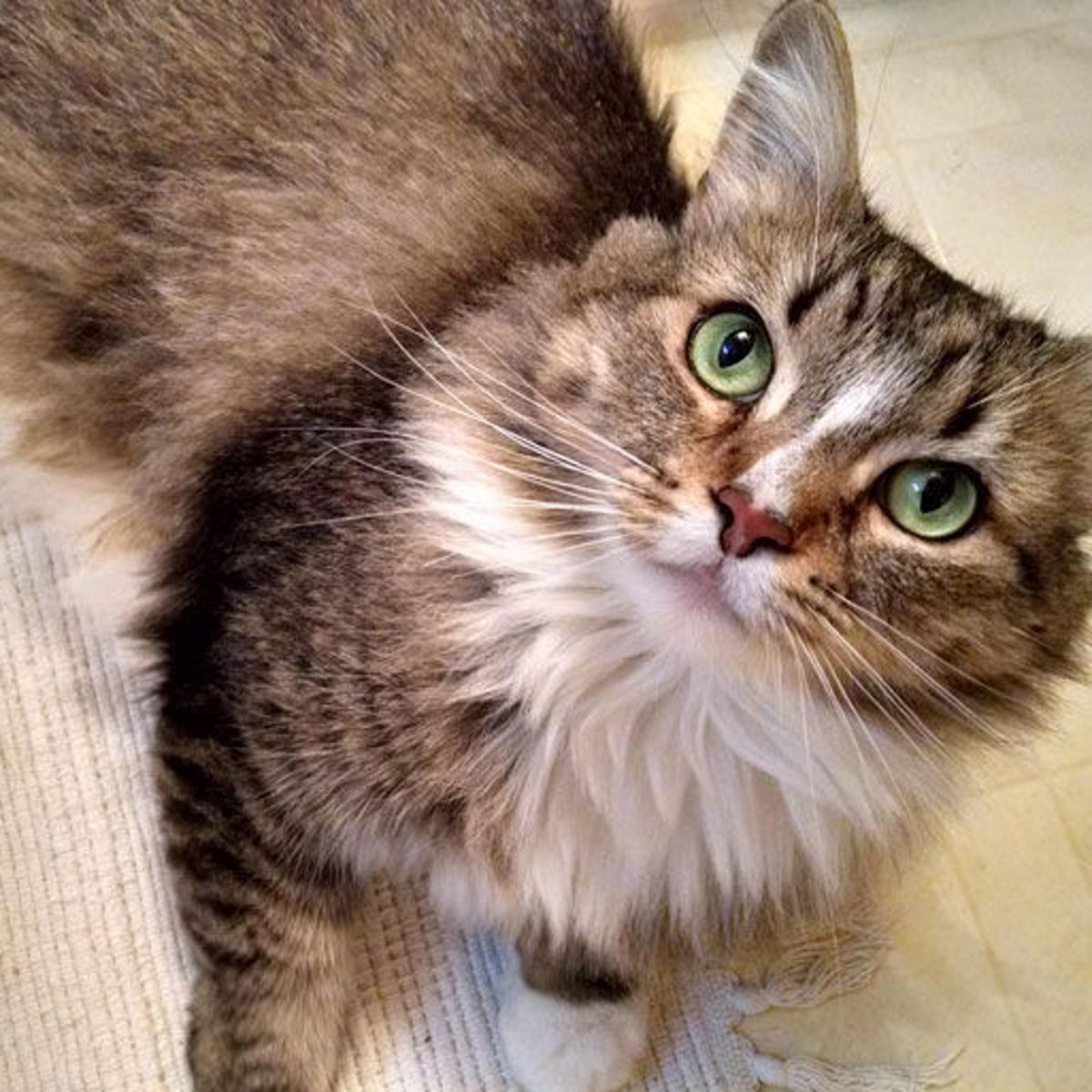 Animal Control Cat Dahlia Looking For New Beginning State