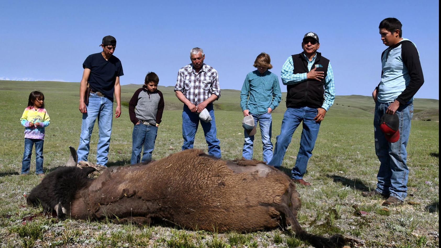 der Vanære Arabiske Sarabo Buffalo rising: Iconic animal's return feeds renaissance of Blackfeet  culture | Local News | missoulian.com