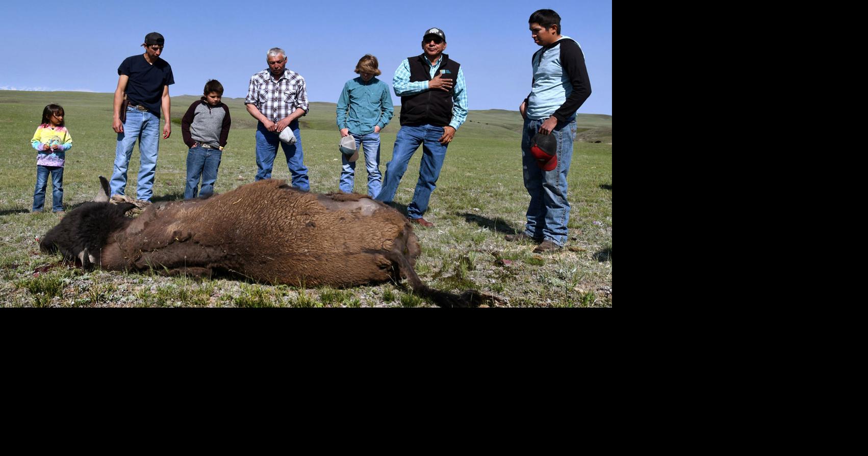 Buffalo rising: Iconic return feeds renaissance of Blackfeet culture | Local News | missoulian.com