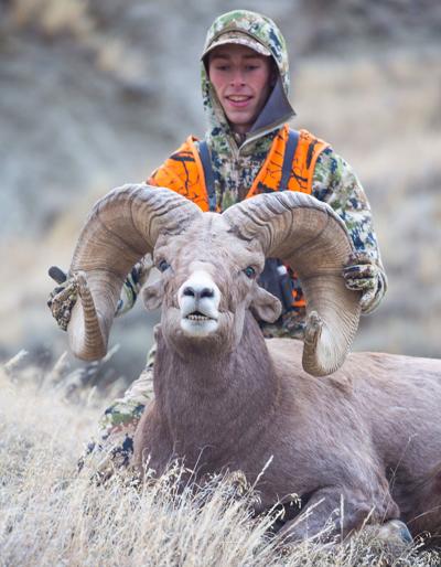 The Sheedy ram