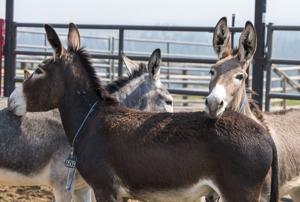 Wild burros come to town for Saturday adoption event