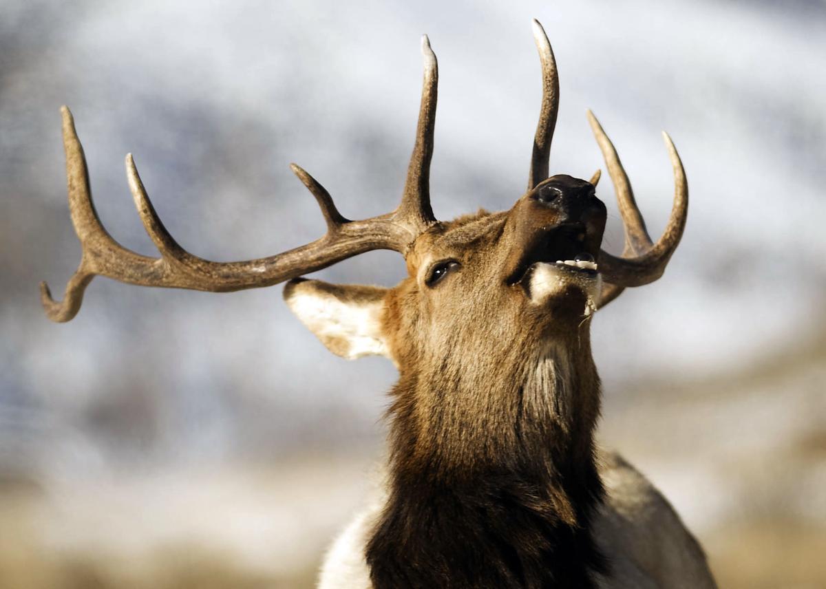 bull elk