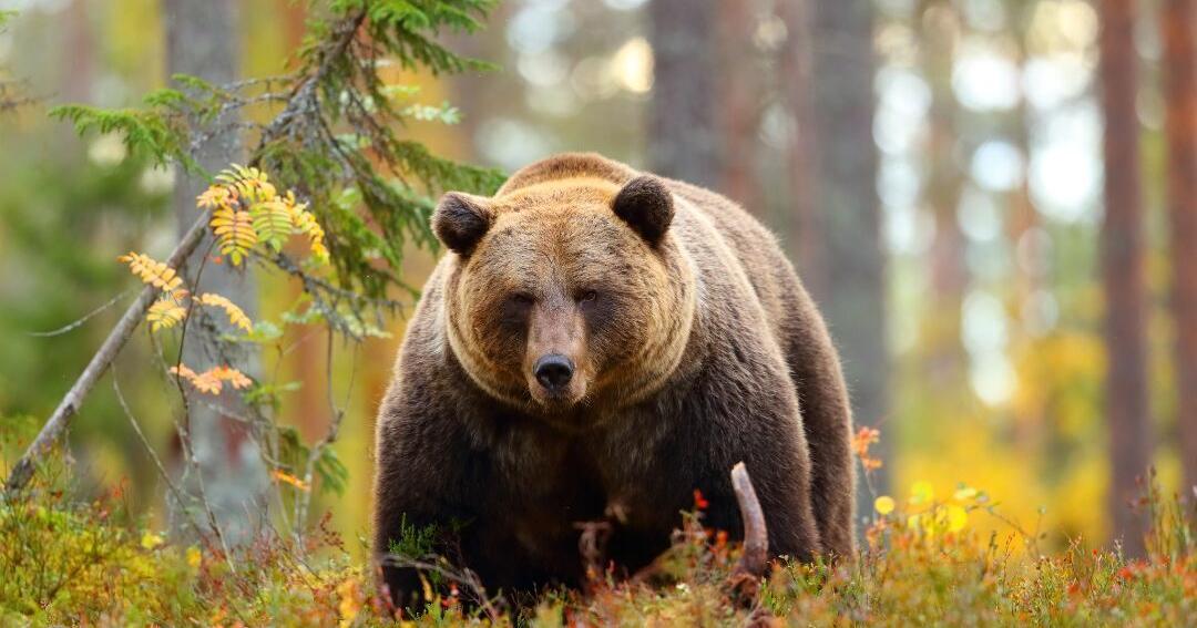Bitterroot grizzly transplant plan appeals dismissed - Vimarsana News