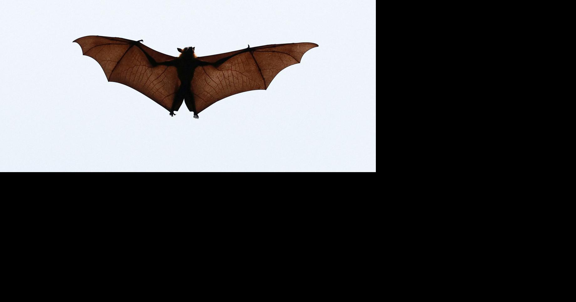 Two bats test positive for rabies in Missoula area