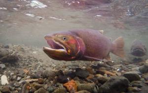 Yellowstone to poison lower Buffalo Creek to remove rainbow trout, hybrids