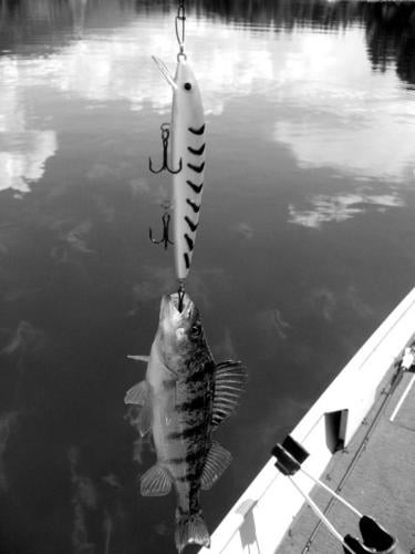 Find best bass fishing in state at Noxon Reservoir