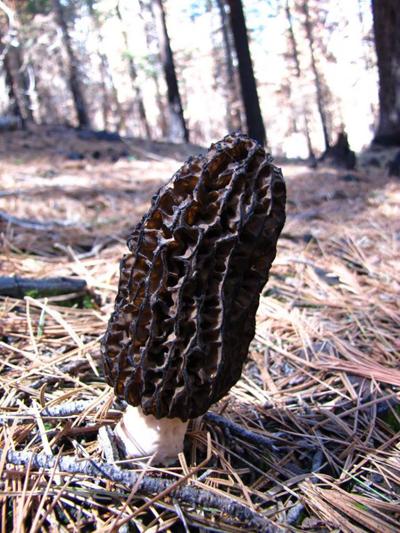 Morel mushroom