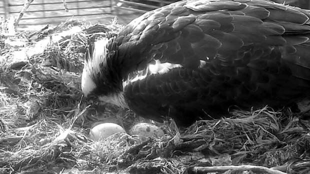 Ospreys Ozzi and Harriet