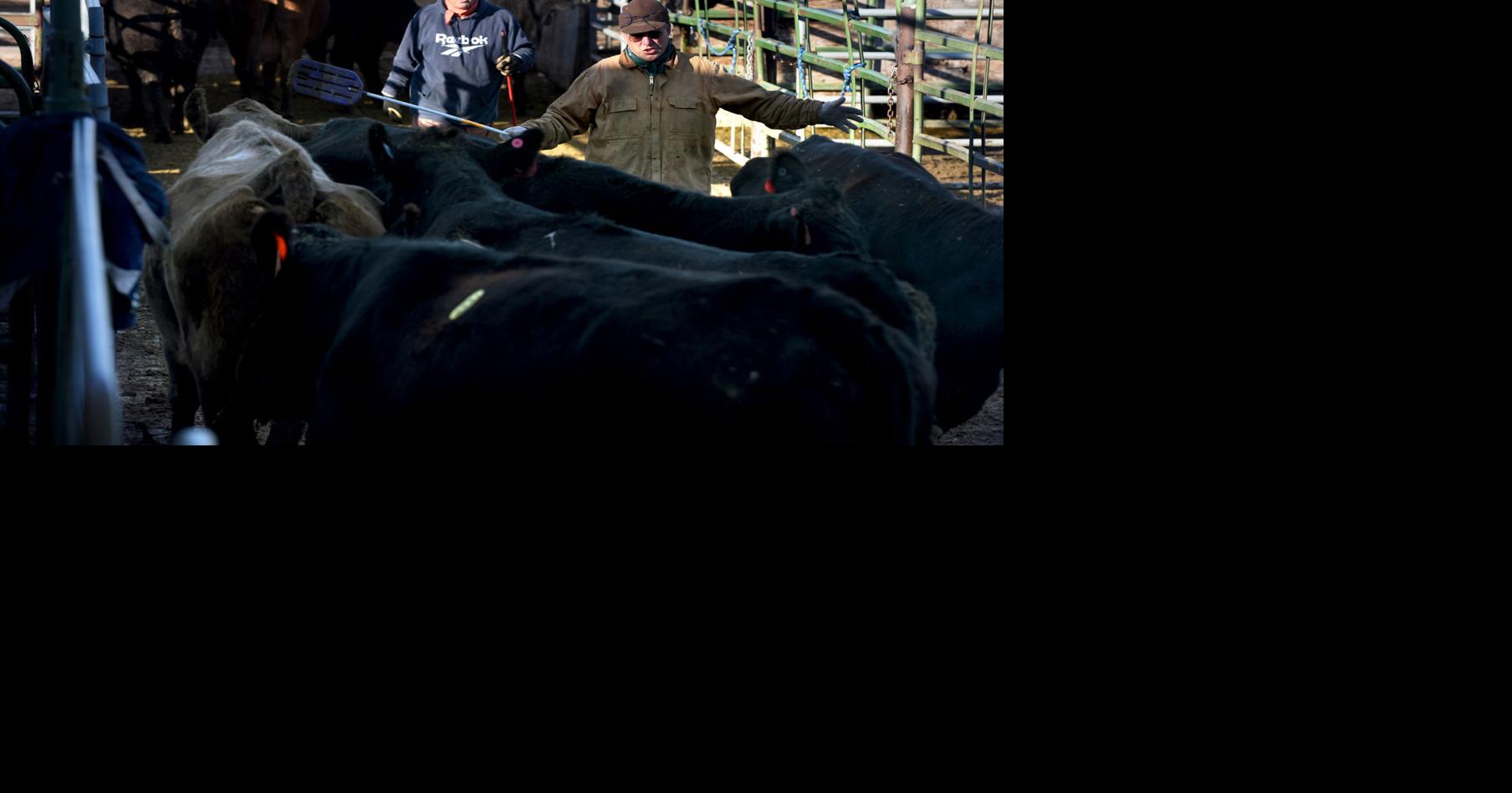 'Devastating': Historic drop in cattle prices leaves ranchers desperate ...