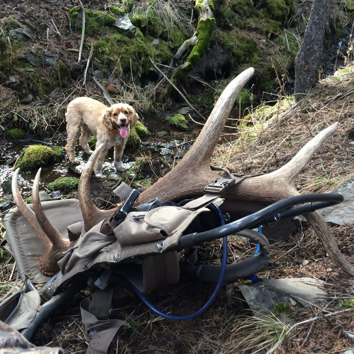 Blackfoot Clearwater Wma Closed To Antler Hunting Until June 1