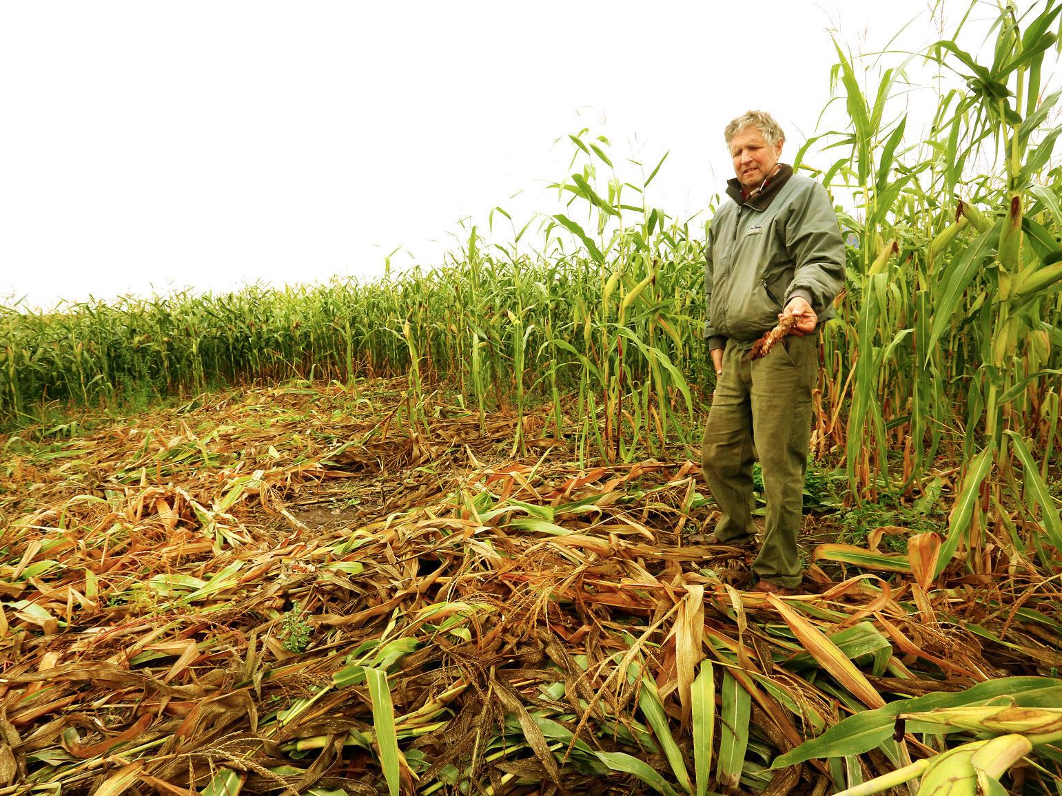 Cornfield Griz Partnership Works To Keep The Bears Out Of The Corn In Montana S Mission Valley Missoulian Com
