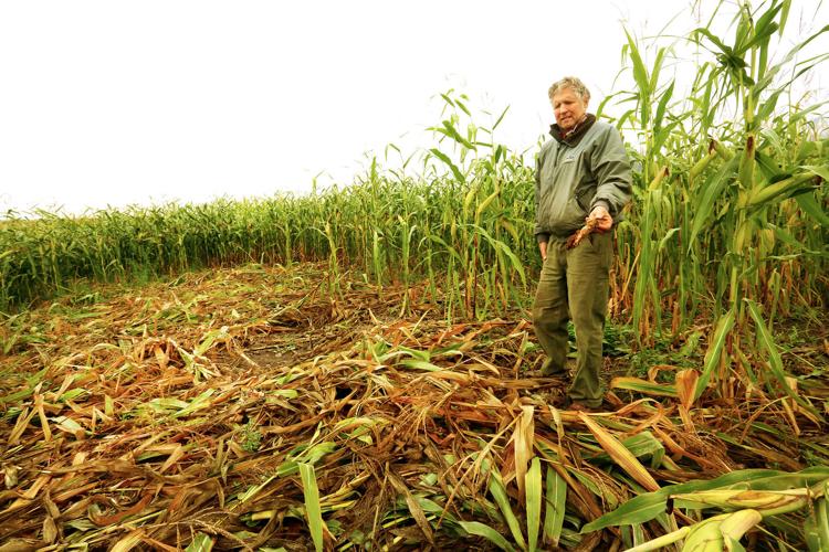 Chicago Cubs - Coming soon to a corn field near few: Cubs