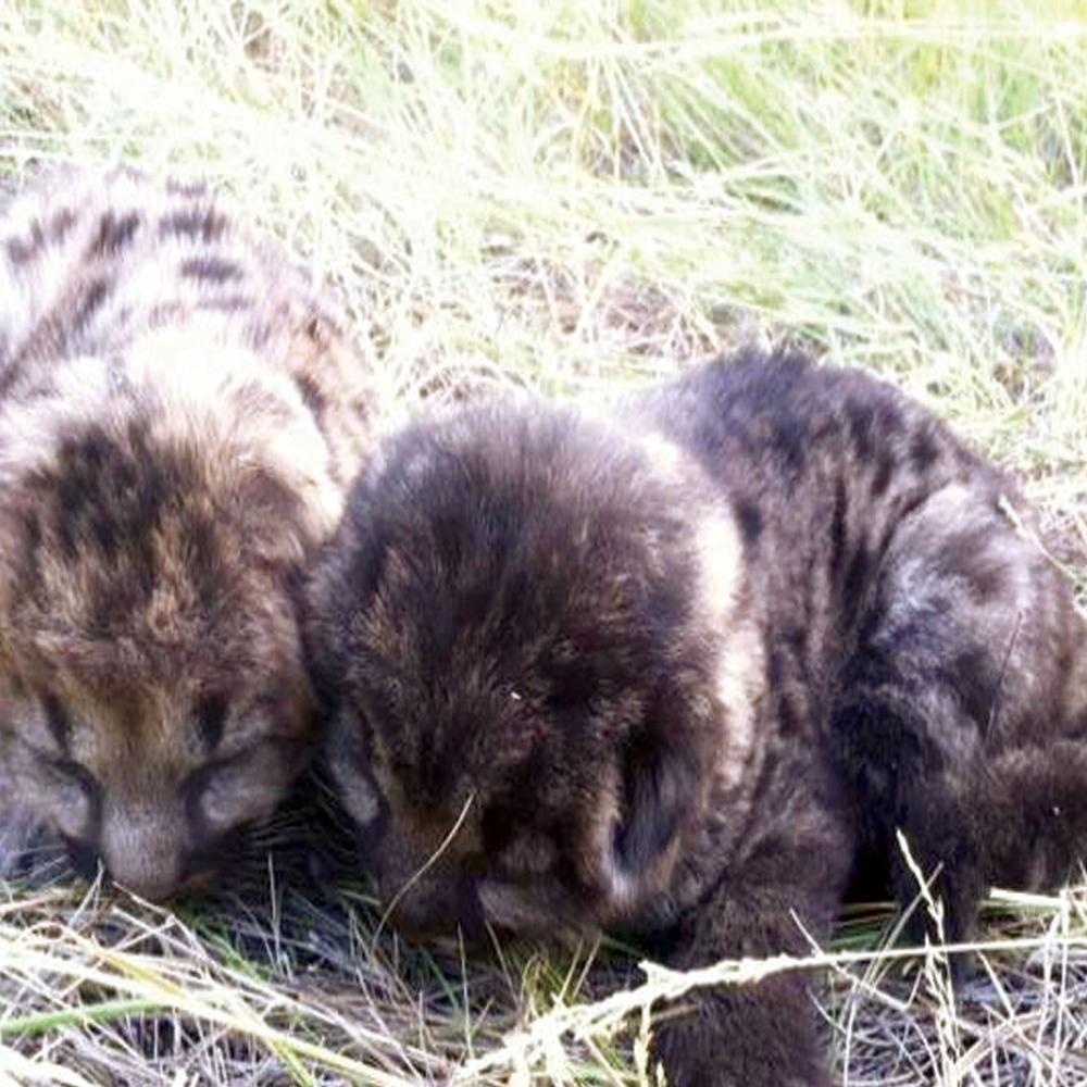 Firefighter Recounts Rescuing Mountain Lion Cubs From Blaze