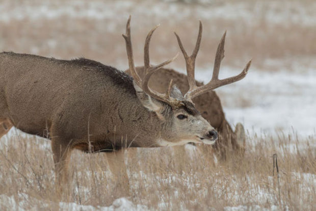 Deer, deer hunting has multi-billion impact on economy, jobs - Texas Farm  Bureau