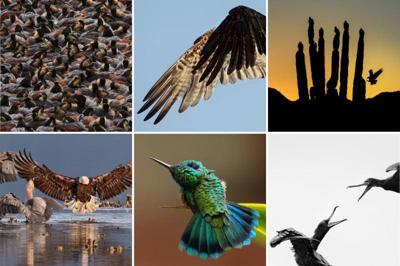 Five Valleys Audubon