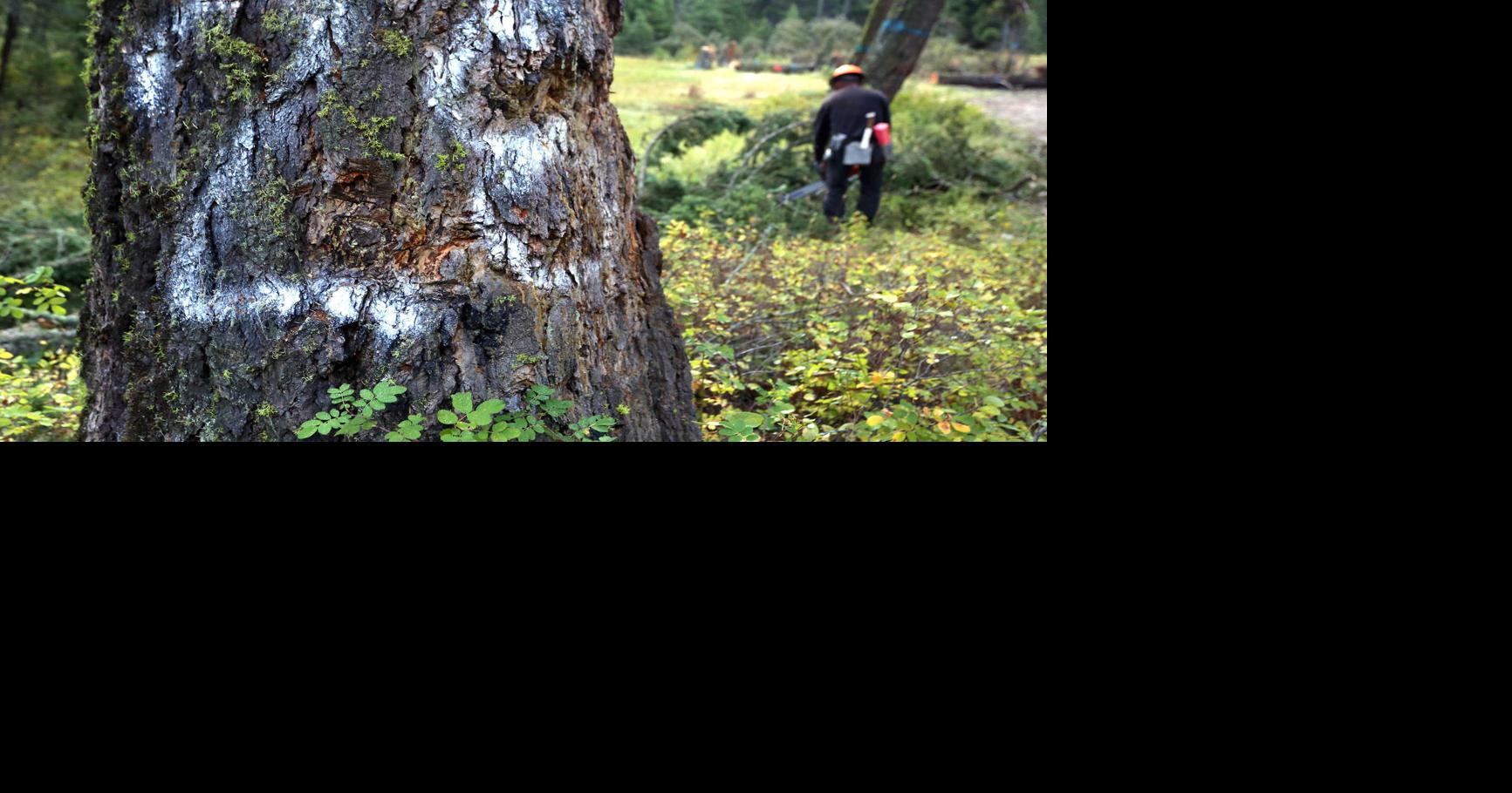 Leadwood: Bitterroot Forest works to restore damaged site