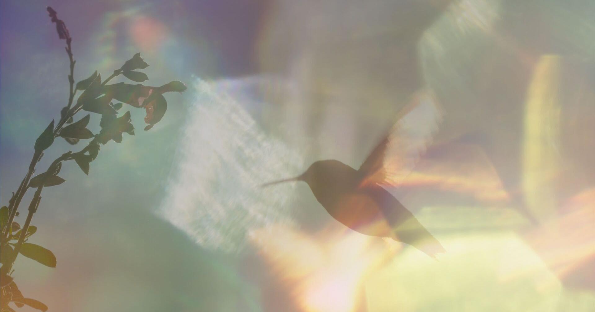 Missoula's Wildlife Film Fest aims for beauty and solutions - Vimarsana News
