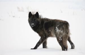 Yellowstone wolf gains social media following after approaching hiker