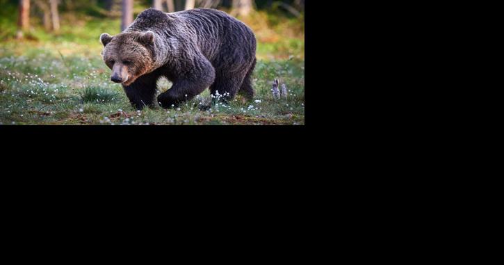 Judge rules for grizzlies in logging project - Vimarsana News
