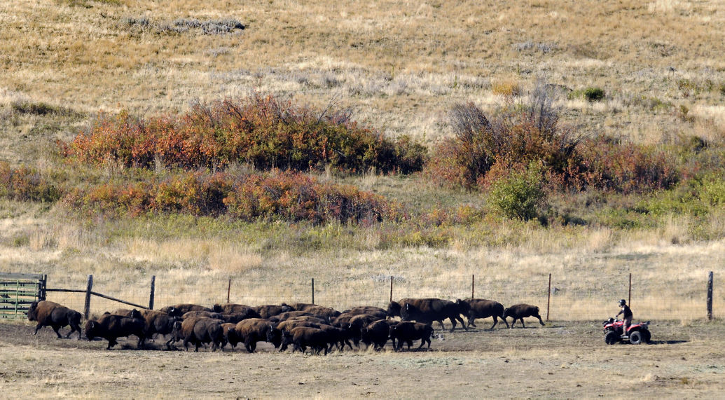 021416 bison range file kw.jpg