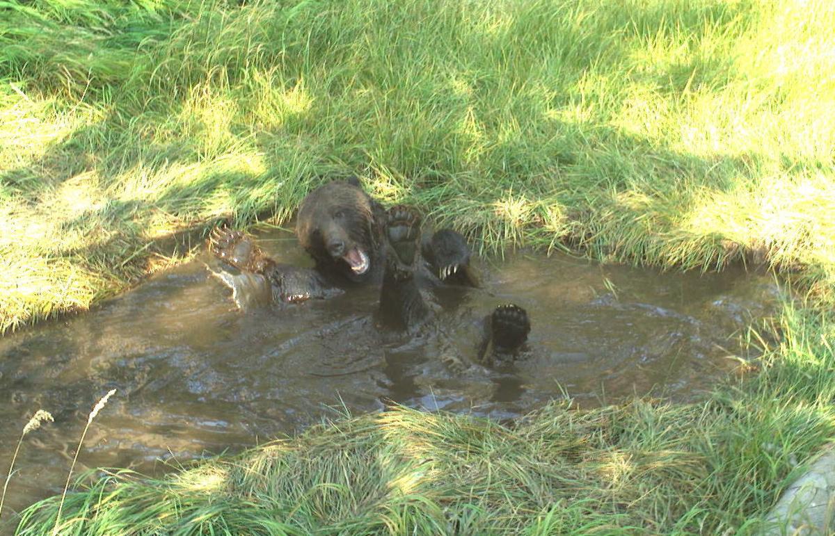 Bear bath